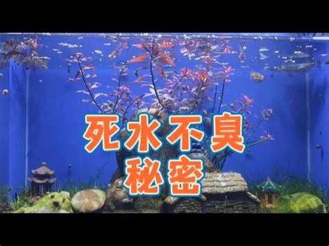 死水養魚|死水魚塘適合養什麼魚，死水魚塘養魚科技與注意事項